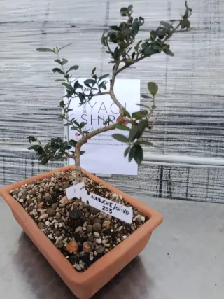 Bonsái Acebuche / Olivo