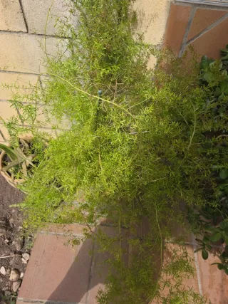 Esparraguera Africana con maceta