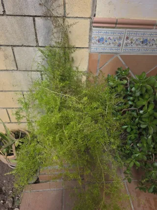 Esparraguera Africana con maceta