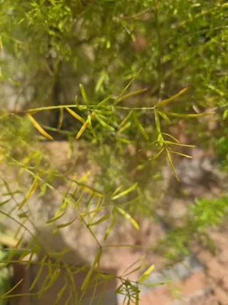 Esparraguera Africana con maceta
