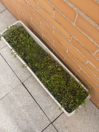 Vaso lungo in cemento grigio