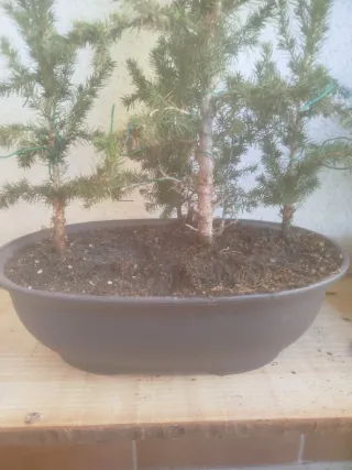 Bonsai bosque de Picea