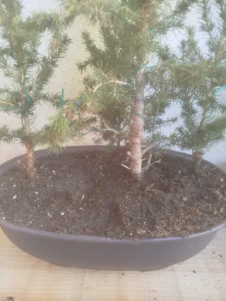 Bonsai bosque de Picea