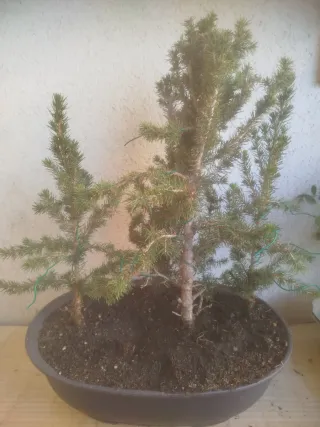 Bonsai bosque de Picea