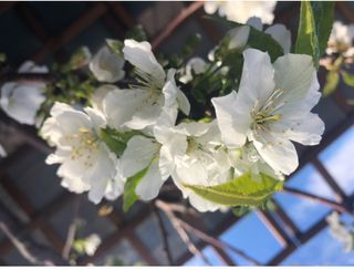 Almendro en maceta blanca