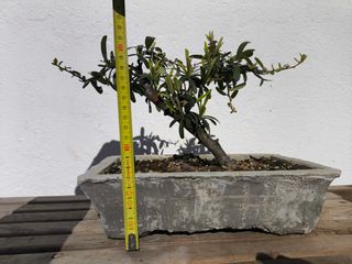 Bonsái Espino de Fuego