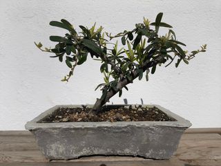 Bonsái Espino de Fuego