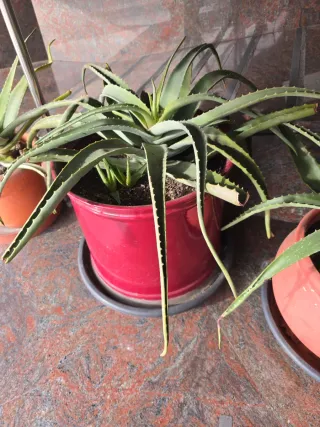 Planta Aloe vera grande con maceta metálica