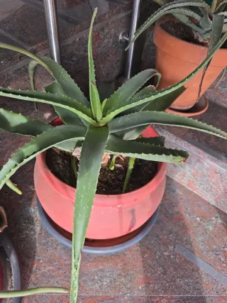 Planta grande Aloe Vera con maceta