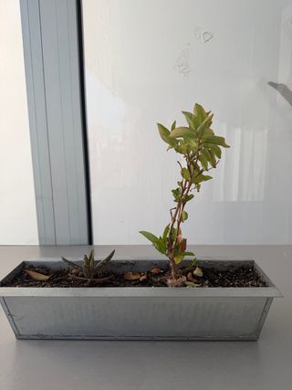 Juego 6 maceteros chapa zinc