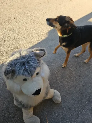 Peluche perro grande