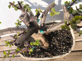 Bonsái Portulacaria afra