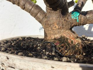 Bonsái Portulacaria afra