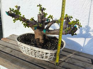Bonsái Portulacaria afra