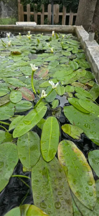 Aponogeton distachyos