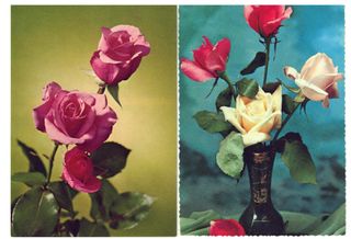 LOTTO N. 12 CARTOLINE A COLORI CON FIORI – VINTAGE