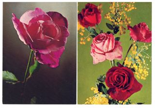 LOTTO N. 12 CARTOLINE A COLORI CON FIORI – VINTAGE