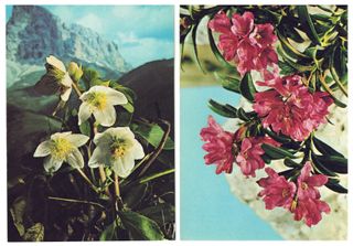 LOTTO N. 12 CARTOLINE A COLORI CON FIORI – VINTAGE