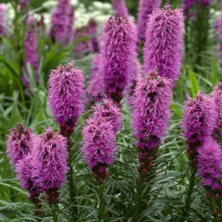 10 XXL tuberi Giganti Liatris Lilla
