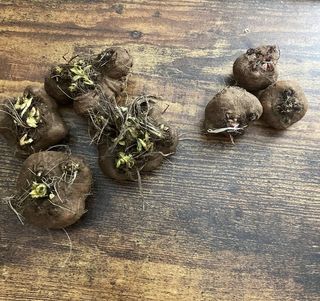 10 XXL tuberi Giganti Liatris Lilla
