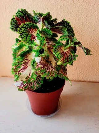 Planta Coleus Natural