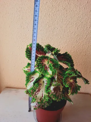 Planta Coleus Natural