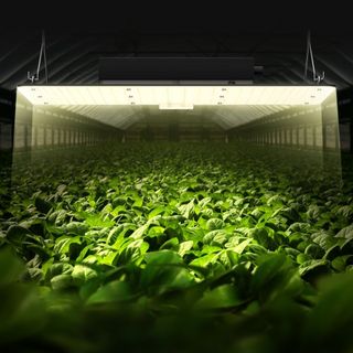 Luz de Cultivo LED, 200W Espectro Completo Regulable, Lámpara de Cultivo de Alta Producción con Diodos Samsung 2B1B para Plantas de Interior, Plántulas, Crecimiento y Floración en Invernadero, Con...