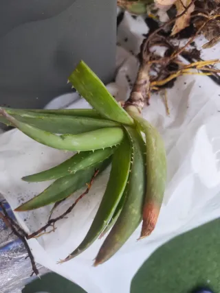 Planta aloe vera