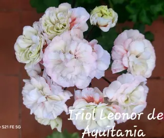 Pelargonium Zonartic