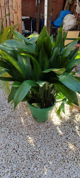 Planta de interior Pilistra