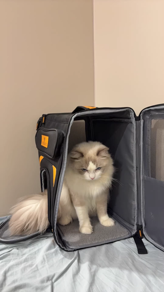 Mochila Transportín Gato Grande con Ruedas