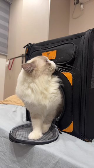 Mochila Transportín Gato Grande con Ruedas