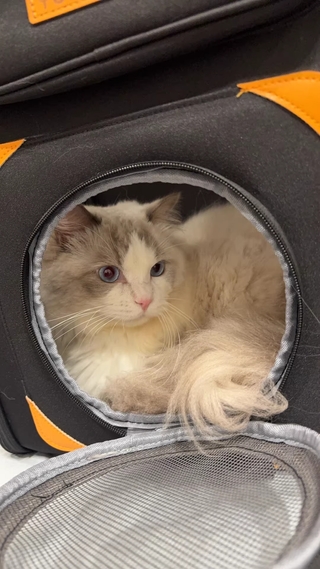 Mochila Transportín Gato Grande con Ruedas