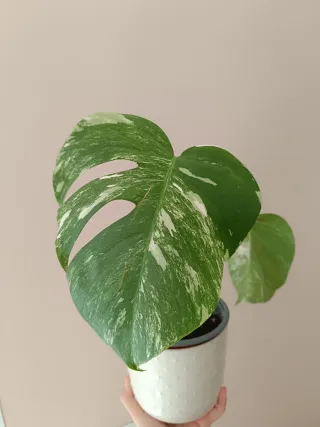 Monstera Variegada Planta