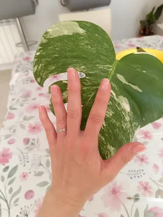 Monstera Variegada Planta