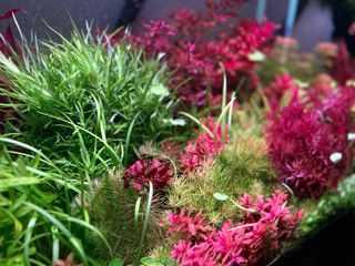 Lote 8 ocho plantas de acuario