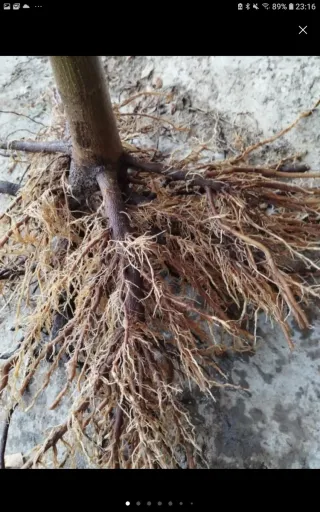 *Raíces Paulownia Maderable plantar en Primavera