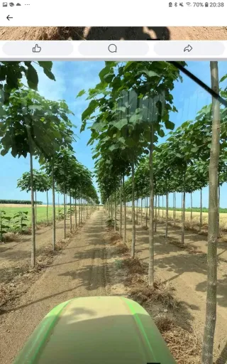 *Raíces Paulownia Maderable plantar en Primavera