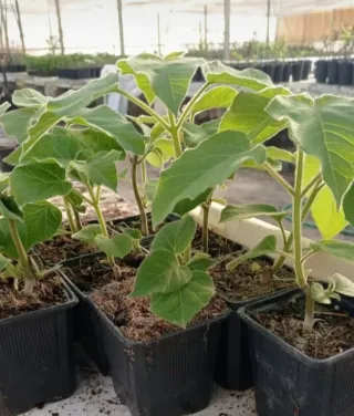 *Raíces Paulownia Maderable plantar en Primavera