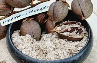 *Raíces Paulownia Maderable plantar en Primavera