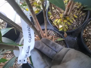 Jardinería i forestal