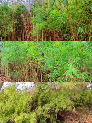 Bambú natural cortado o sin cortar