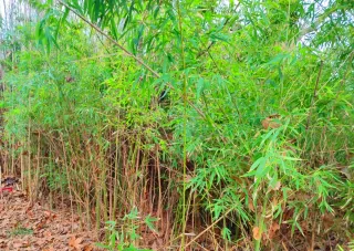 Bambú natural cortado o sin cortar