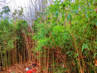 Bambú natural cortado o sin cortar