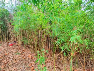 Bambú natural cortado o sin cortar