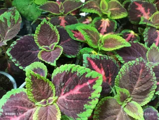 Planta de interior Coleus