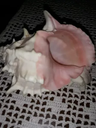 2 Caracolas Naturales