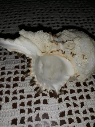 2 Caracolas Naturales