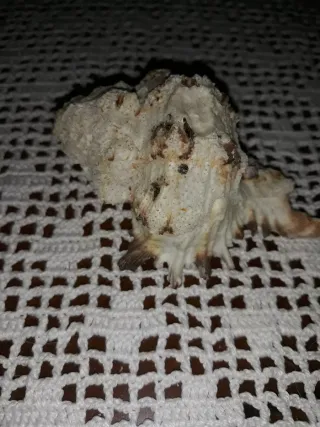 2 Caracolas Naturales