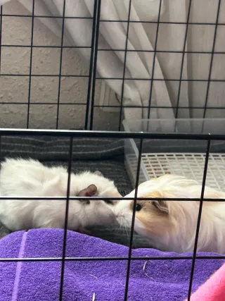 Dos casitas de tela con forma de tronco,